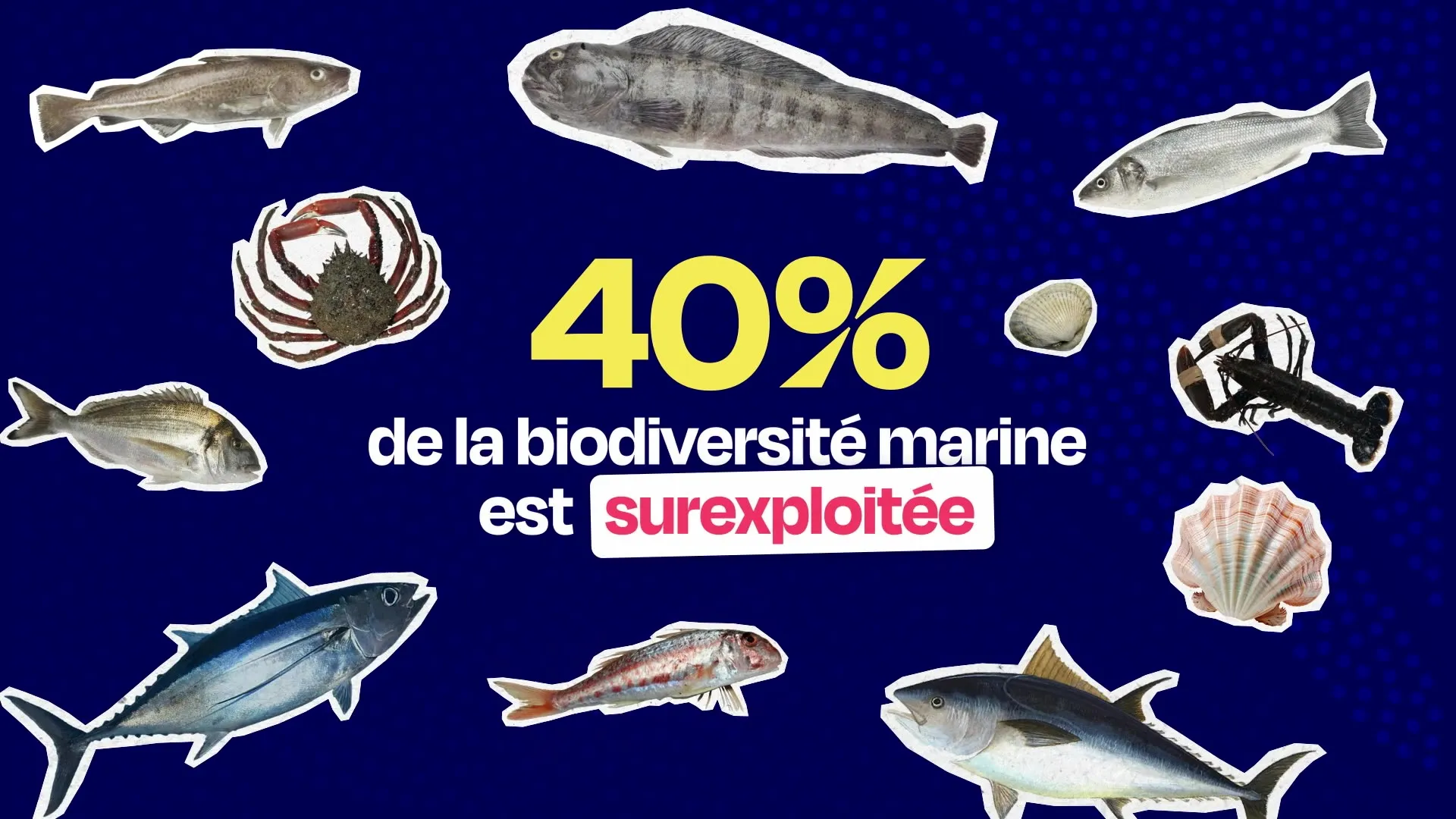 Extrait de la vidéo Nausicaá, « 40 % de la biodiversité marine est surexploitée »